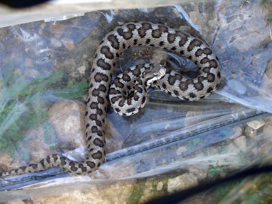 Vipera molto suscettibile